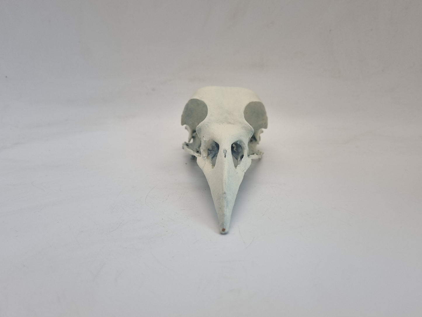 Ornamental crow skull, 3D Printed, bird horror decoration, cosplay accessory, weathered bone effect, 3d printed resin, raven like skeleton