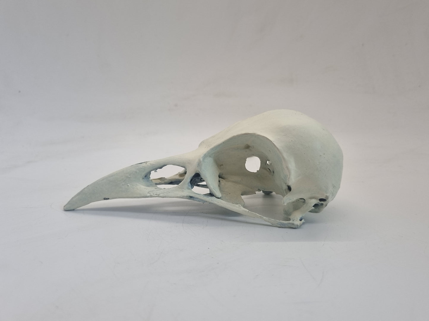 Off white 3d printed ornamental crow skull, bird horror decoration, cosplay accessory, bone effect, 3d printed resin, raven skeleton head