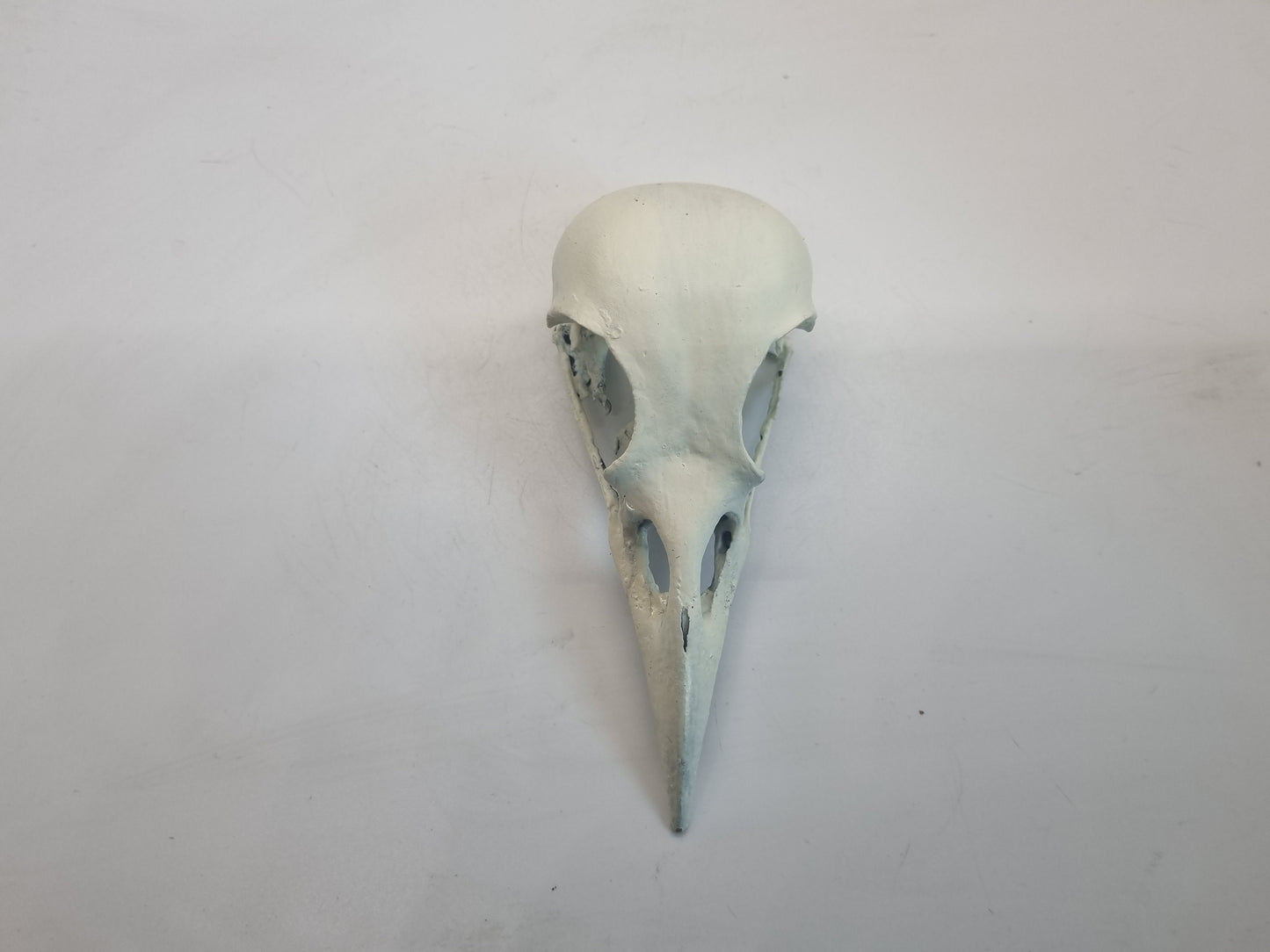 Off white 3d printed ornamental crow skull, bird horror decoration, cosplay accessory, bone effect, 3d printed resin, raven skeleton head