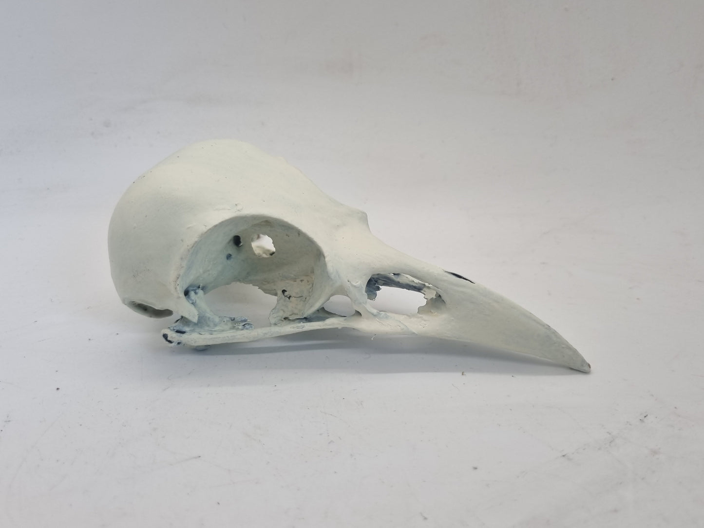 Off white 3d printed ornamental crow skull, bird horror decoration, cosplay accessory, bone effect, 3d printed resin, raven skeleton head