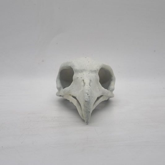 Off white Vulture skull, bird of prey horror decoration, ornamental goth cosplay accessory, bone effect, 3d printed resin wildlife skeleton