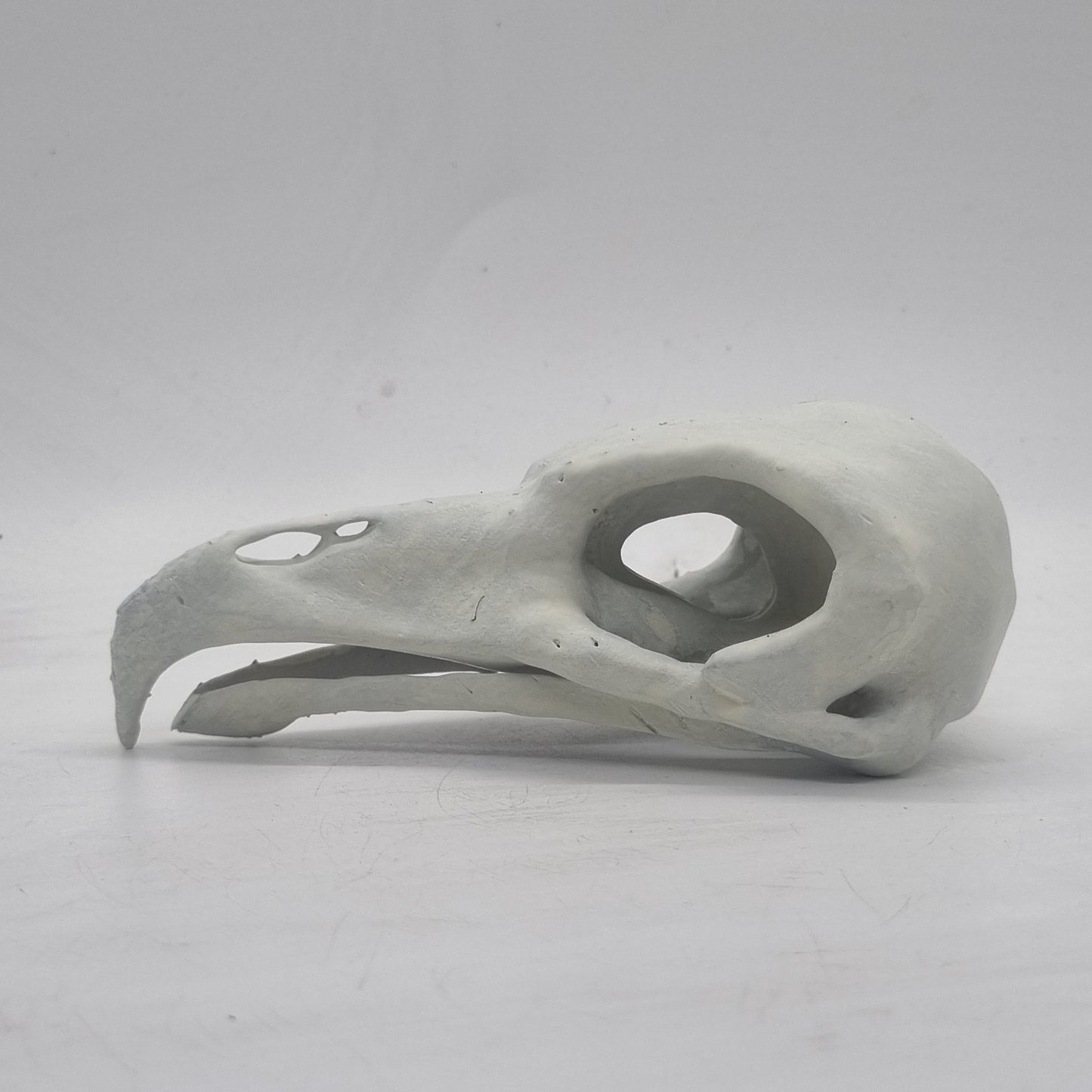 Off white Vulture skull, bird of prey horror decoration, ornamental goth cosplay accessory, bone effect, 3d printed resin wildlife skeleton