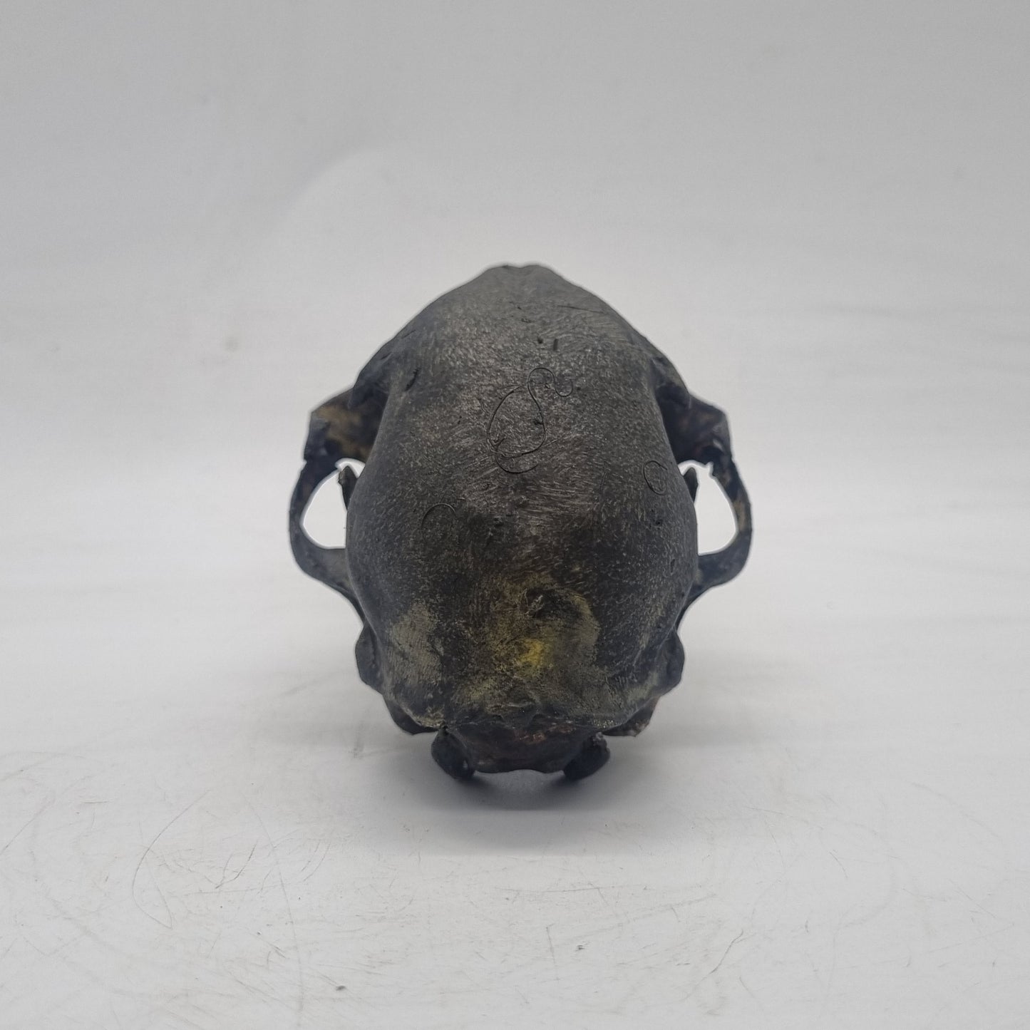 aged bone effect ornamental Cat skull, feline horror decoration, cosplay accessory, 3d printed resin, skeleton head. wildlife gift idea