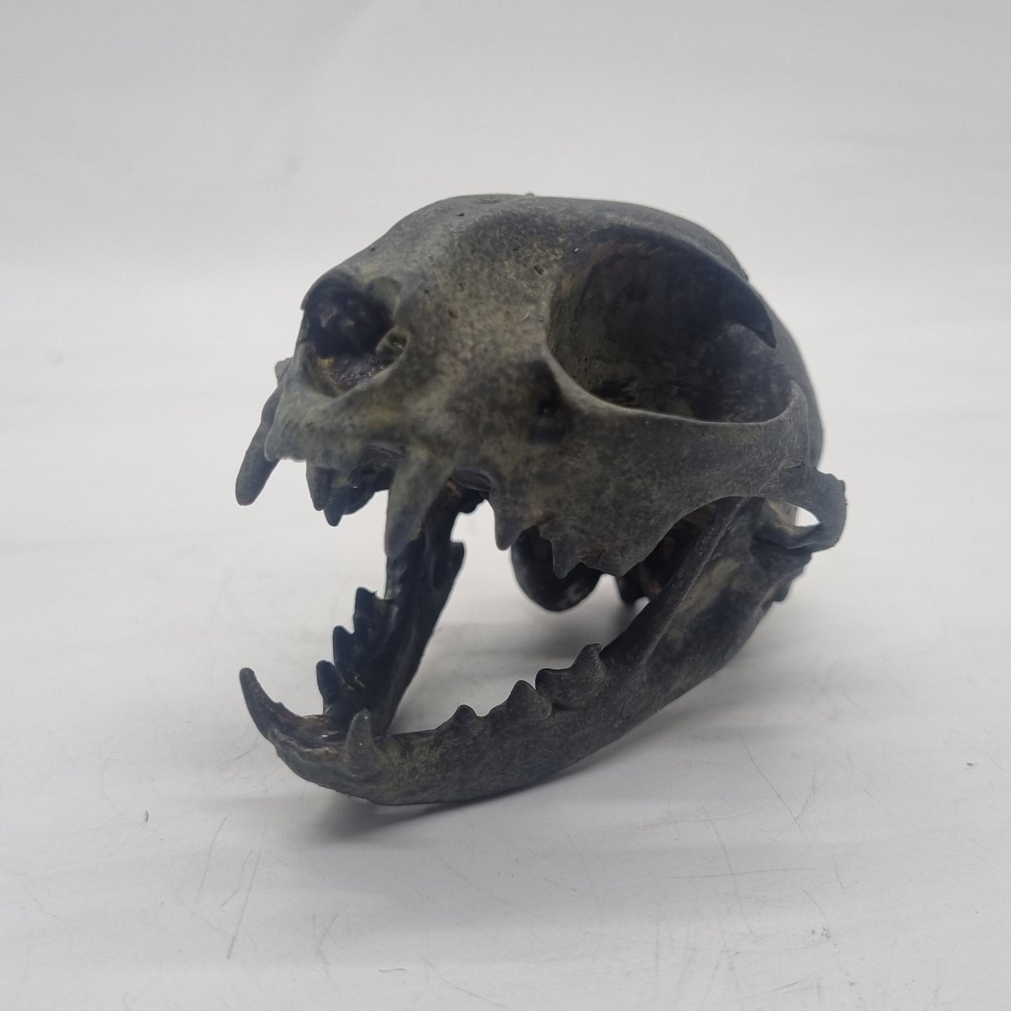 aged bone effect ornamental Cat skull, feline horror decoration, cosplay accessory, 3d printed resin, skeleton head. wildlife gift idea