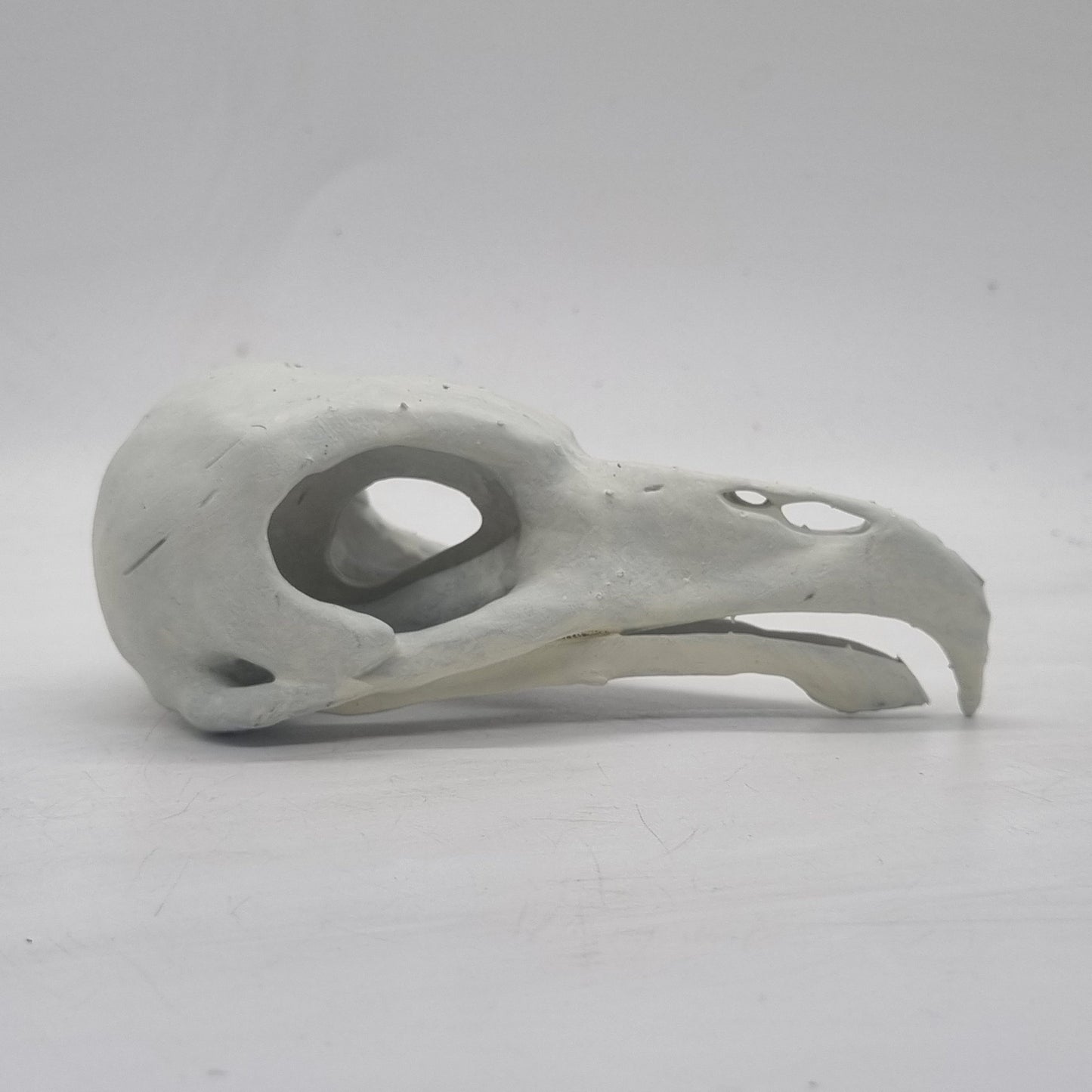 Off white Vulture skull, bird of prey horror decoration, ornamental goth cosplay accessory, bone effect, 3d printed resin wildlife skeleton