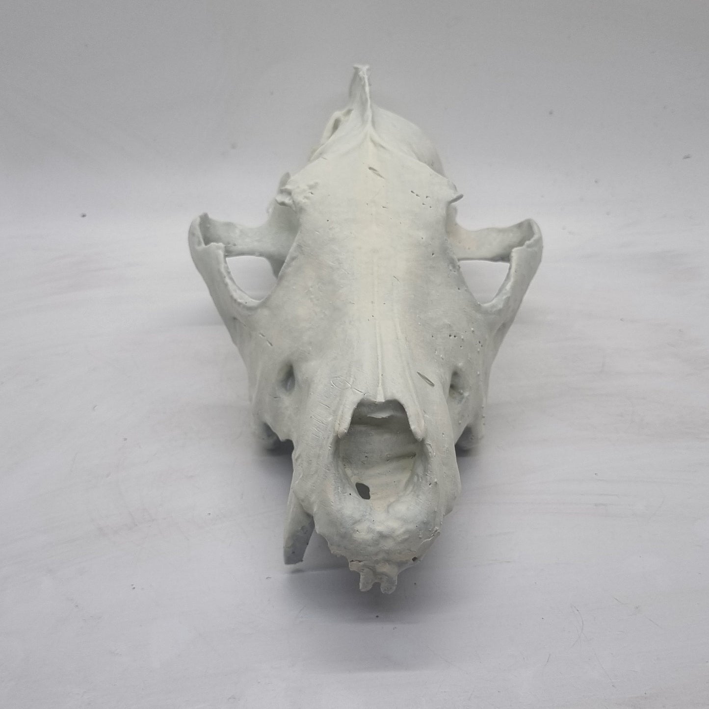 ornamental Wolf skull, 3d printed horror decoration, cosplay accessory, weathered bone effect, 3d printed resin, skeleton head.wildlife bust