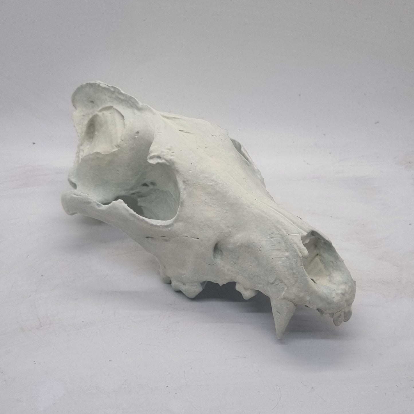 ornamental Wolf skull, 3d printed horror decoration, cosplay accessory, weathered bone effect, 3d printed resin, skeleton head.wildlife bust