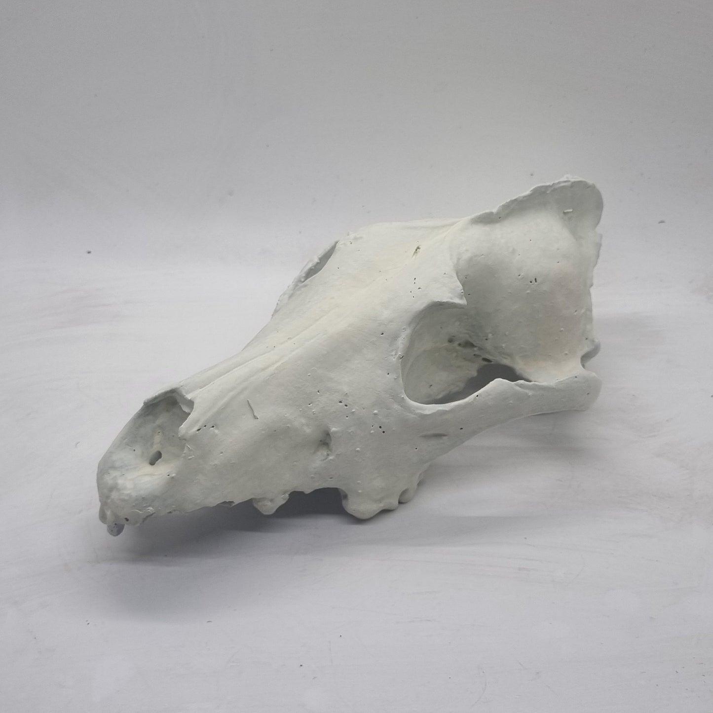 ornamental Wolf skull, 3d printed horror decoration, cosplay accessory, weathered bone effect, 3d printed resin, skeleton head.wildlife bust