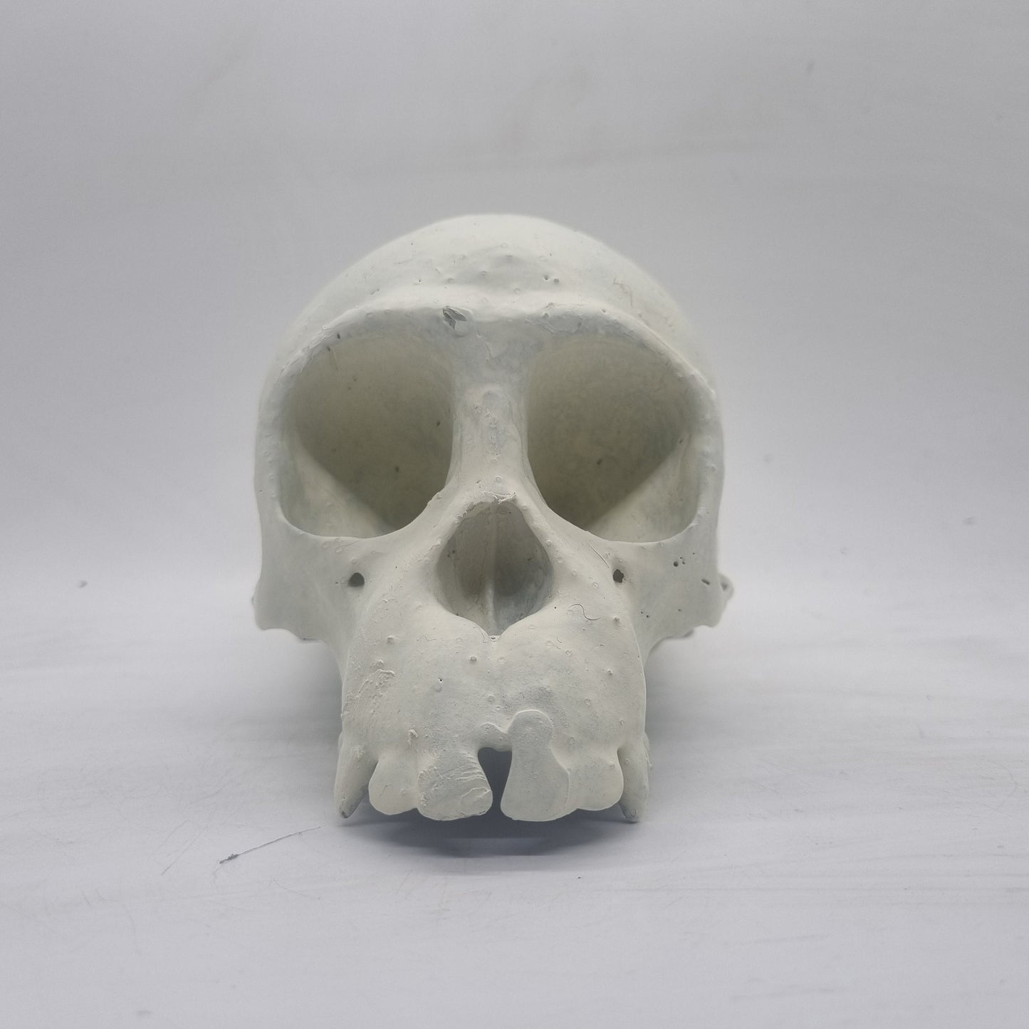 Chimpanze skull, 3d printed monkey decoration, cosplay accessory, weathered bone effect, 3d printed resin, chimp skeleton head.wildlife bust