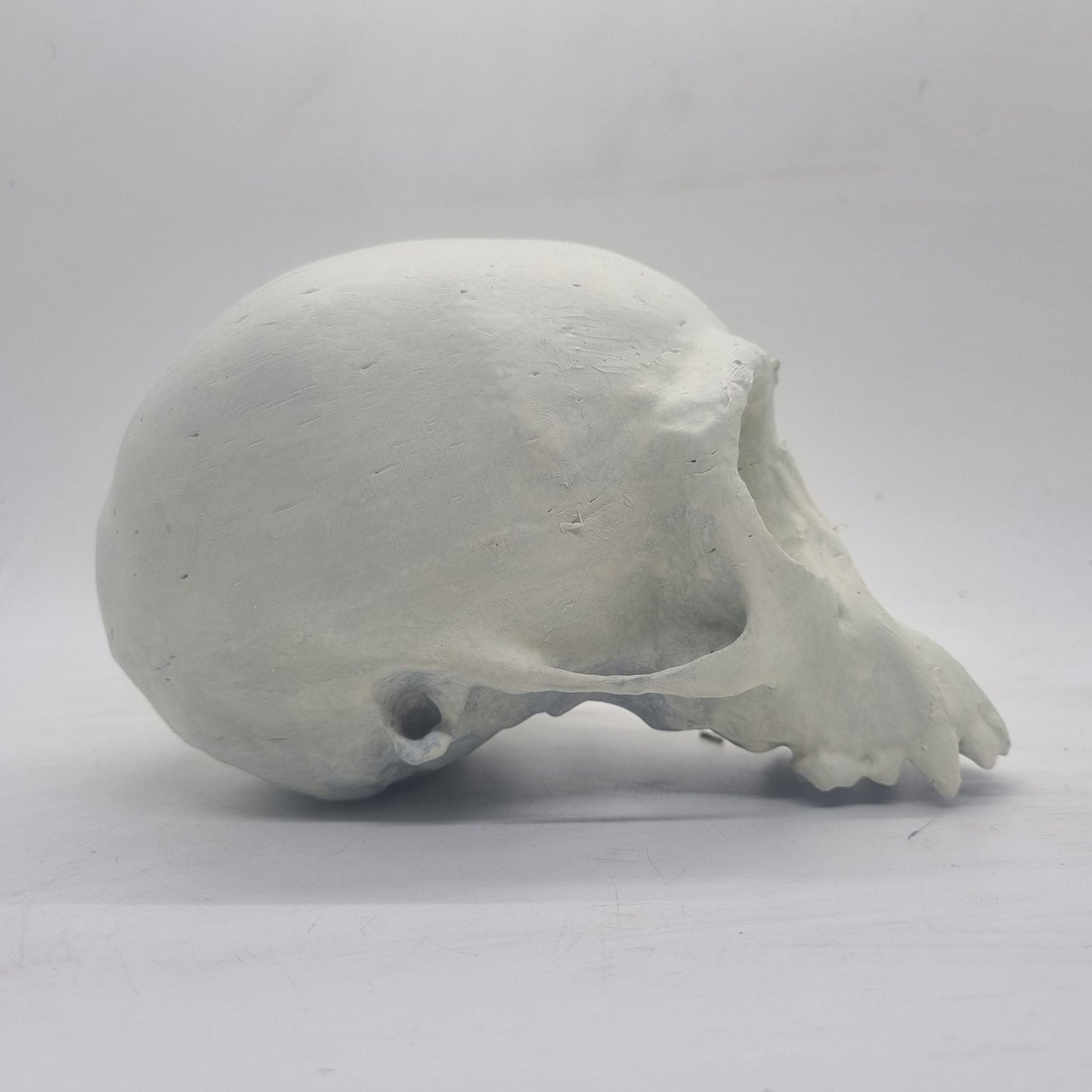 Chimpanze skull, 3d printed monkey decoration, cosplay accessory, weathered bone effect, 3d printed resin, chimp skeleton head.wildlife bust