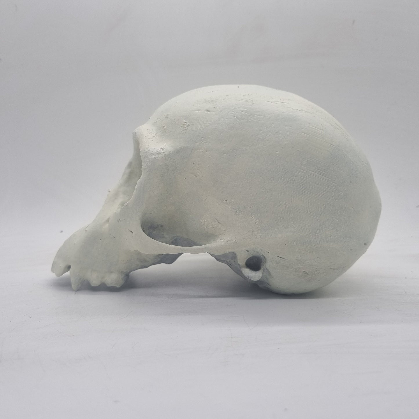 Chimpanze skull, 3d printed monkey decoration, cosplay accessory, weathered bone effect, 3d printed resin, chimp skeleton head.wildlife bust