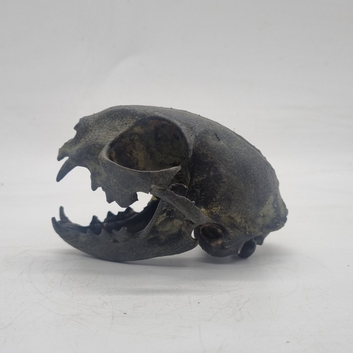 aged bone effect ornamental Cat skull, feline horror decoration, cosplay accessory, 3d printed resin, skeleton head. wildlife gift idea