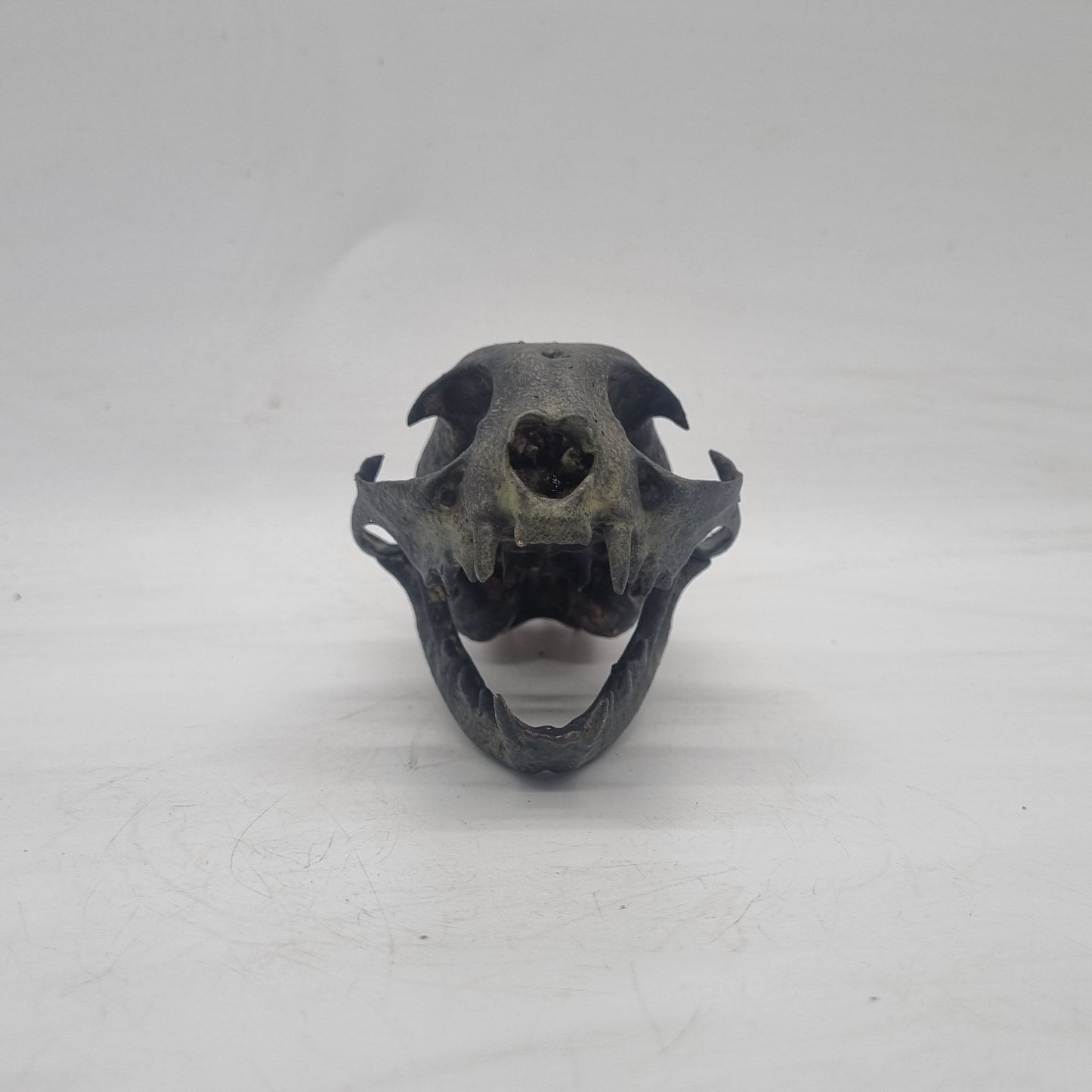 aged bone effect ornamental Cat skull, feline horror decoration, cosplay accessory, 3d printed resin, skeleton head. wildlife gift idea