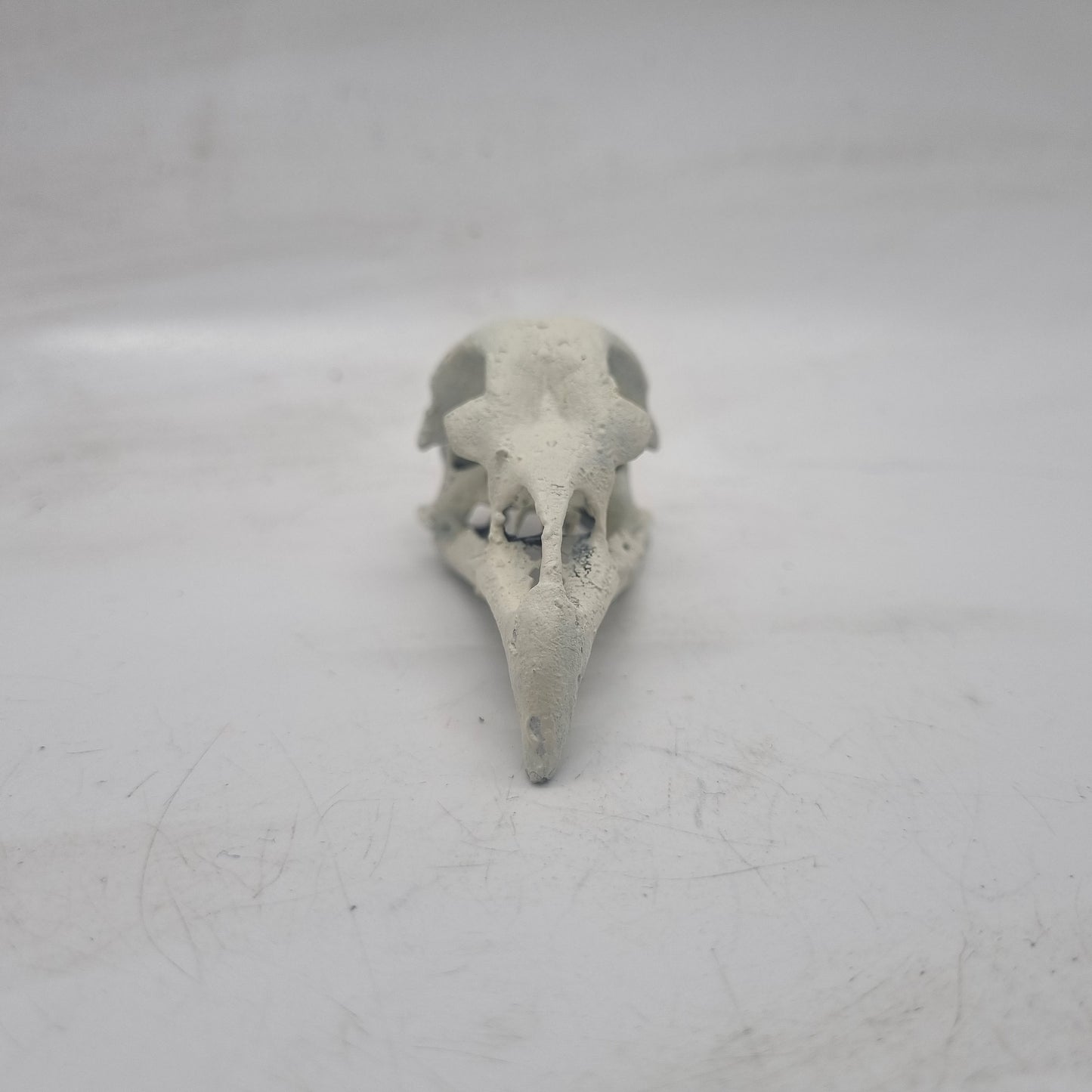 Off white Chicken skull, 3d printed horror decoration, goth cosplay accessory, resin bone effect,  ornithology bird skeleton,ornamental head