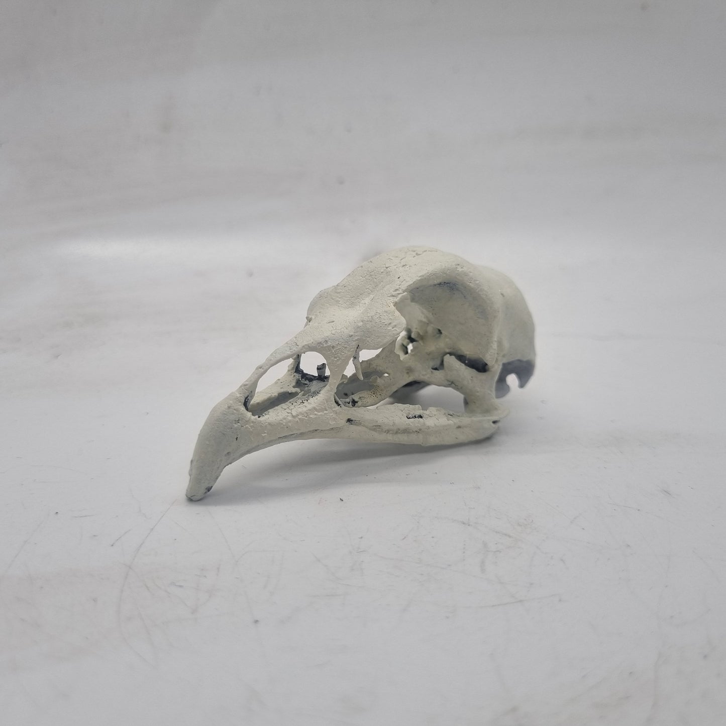 Off white Chicken skull, 3d printed horror decoration, goth cosplay accessory, resin bone effect,  ornithology bird skeleton,ornamental head