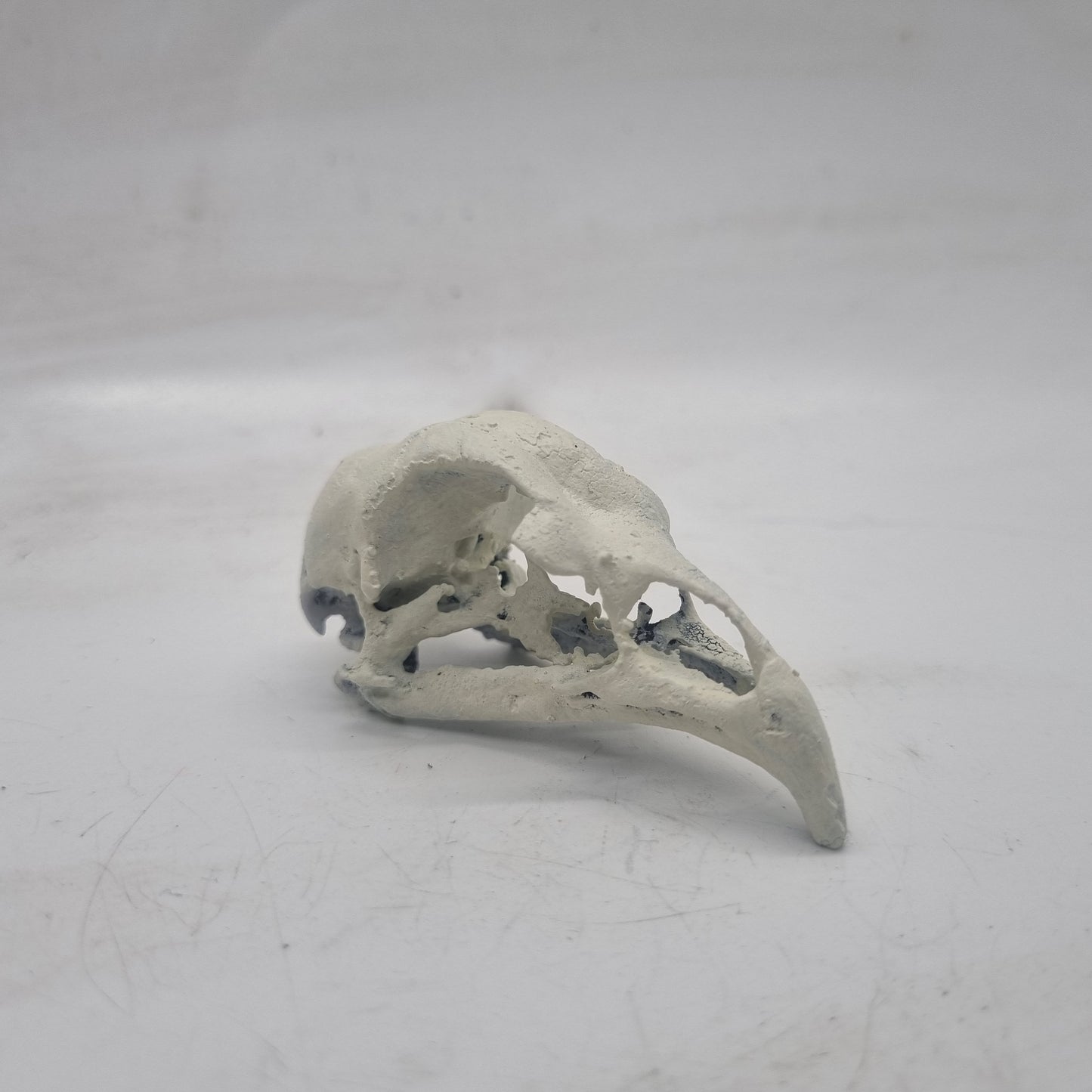 Off white Chicken skull, 3d printed horror decoration, goth cosplay accessory, resin bone effect,  ornithology bird skeleton,ornamental head