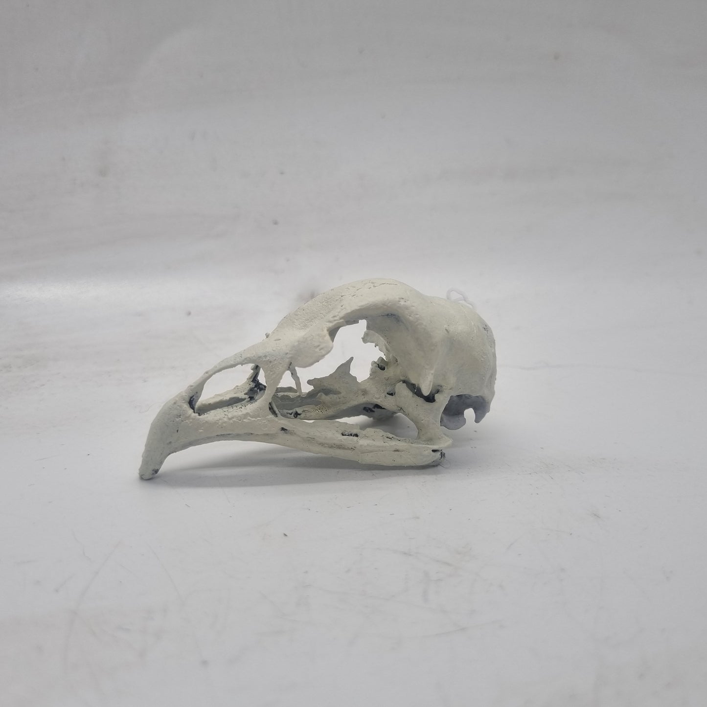 Off white Chicken skull, 3d printed horror decoration, goth cosplay accessory, resin bone effect,  ornithology bird skeleton,ornamental head