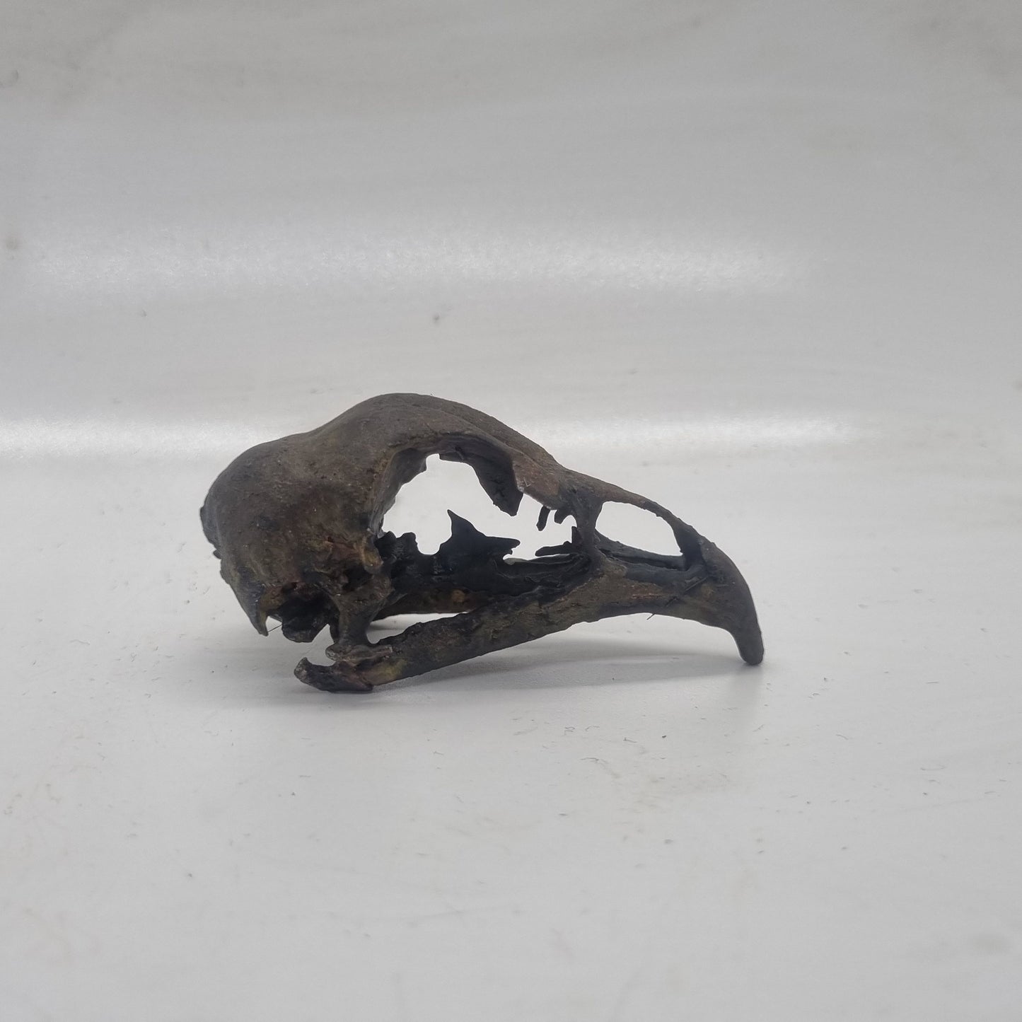 chicken skull Weathered bone effect, 3d printed resin horror decoration, gothic cosplay accessory, ornamental wildlife skeleton, ornithology