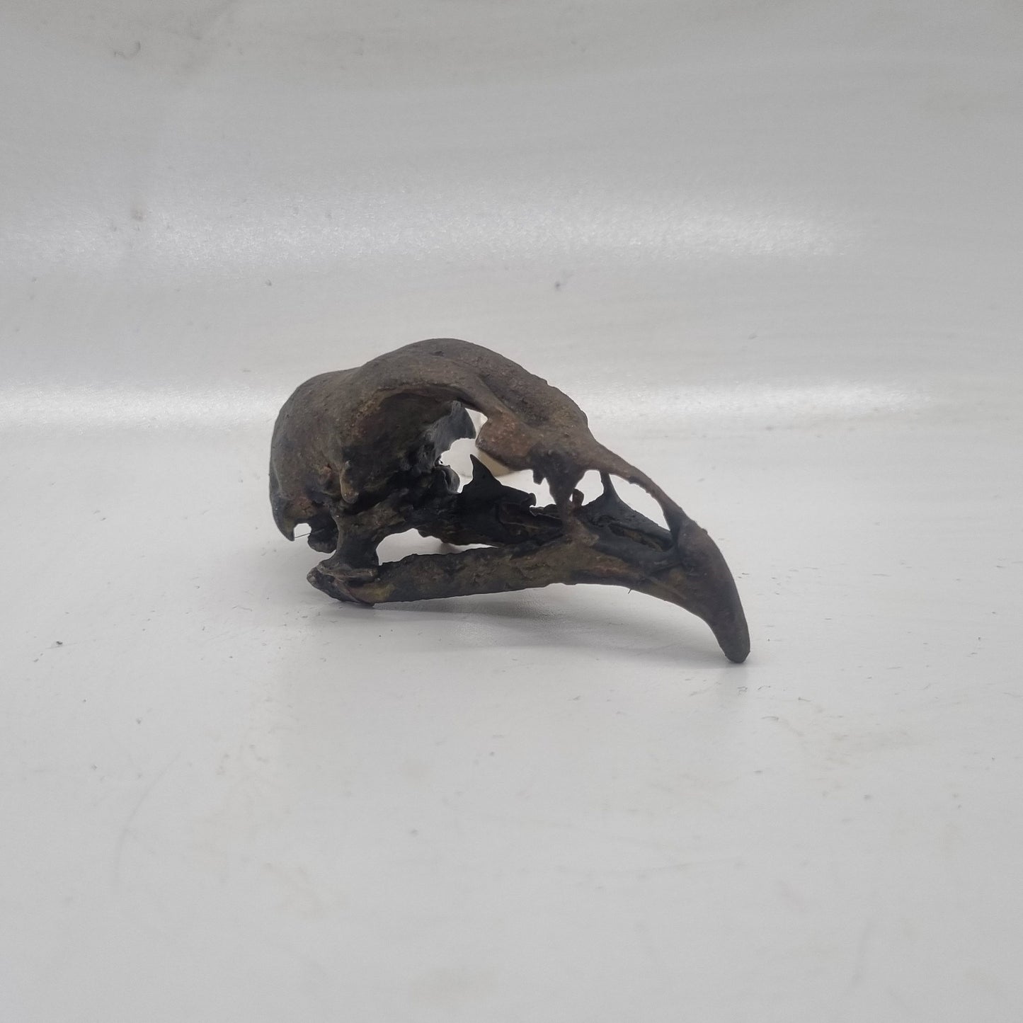 chicken skull Weathered bone effect, 3d printed resin horror decoration, gothic cosplay accessory, ornamental wildlife skeleton, ornithology