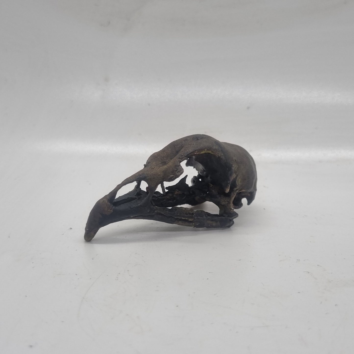 chicken skull Weathered bone effect, 3d printed resin horror decoration, gothic cosplay accessory, ornamental wildlife skeleton, ornithology