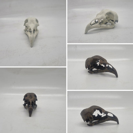 3d printed Chicken skull,  Ornamental resin skeleton, bird horror decoration, gothic cosplay accessory,aged bone effect, ornithology gift,