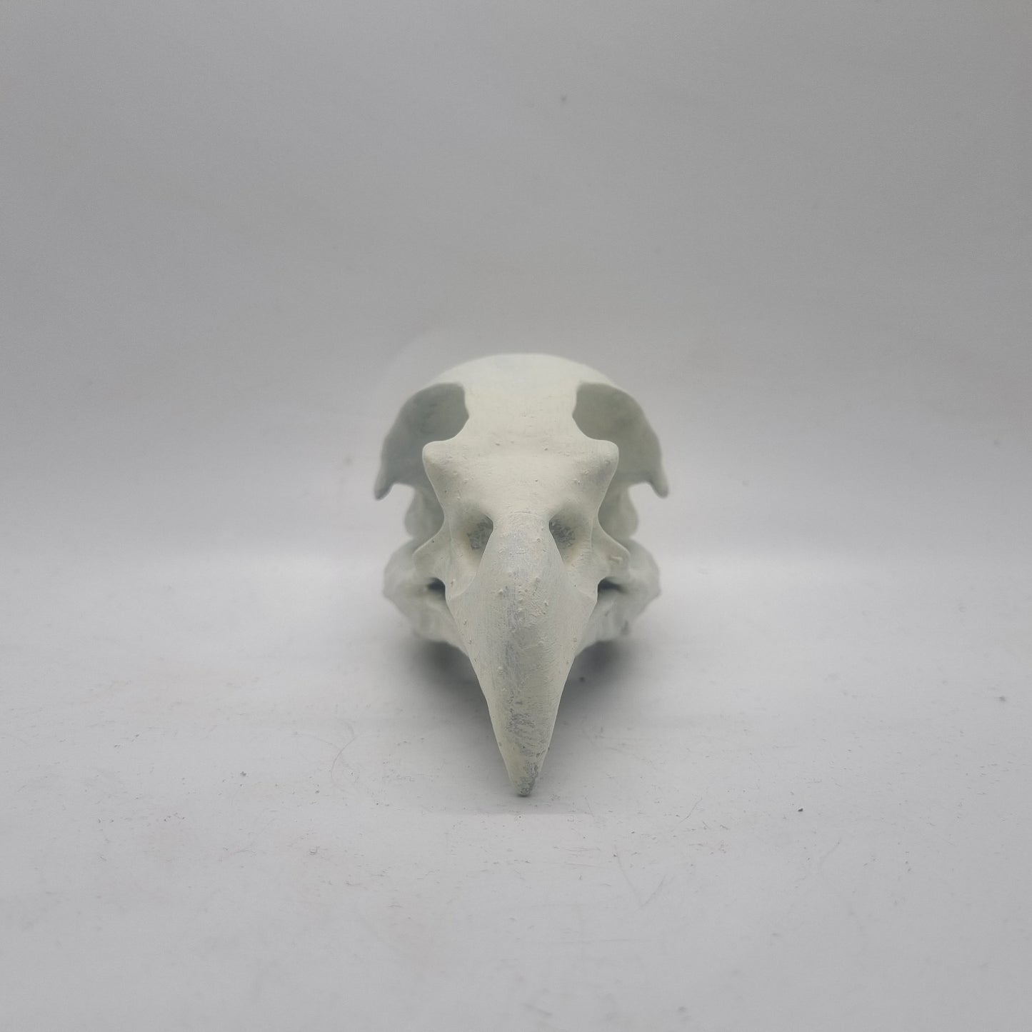 Off white Eagle skull, bird horror decoration,ornamental goth cosplay accessory, bone effect, 3d printed resin wildlife skeleton,ornathology