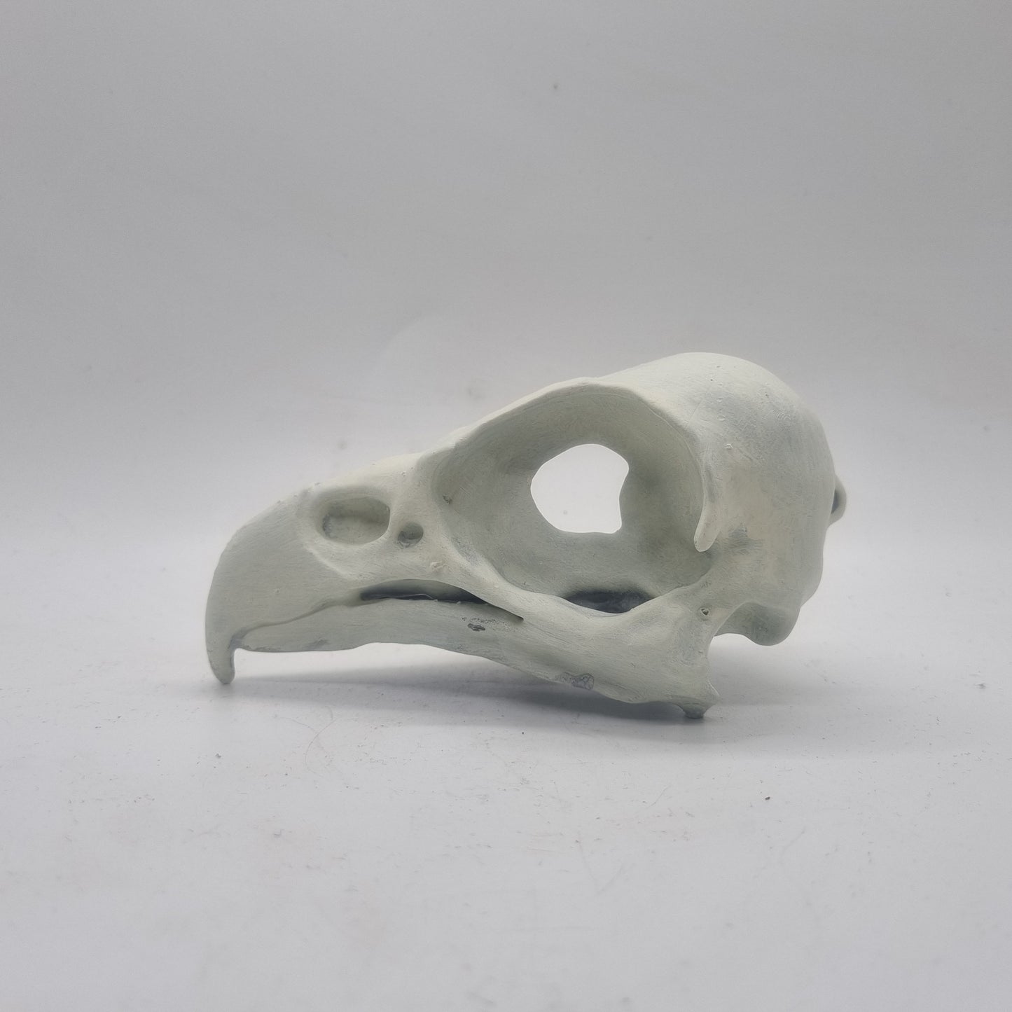 Off white Eagle skull, bird horror decoration,ornamental goth cosplay accessory, bone effect, 3d printed resin wildlife skeleton,ornathology