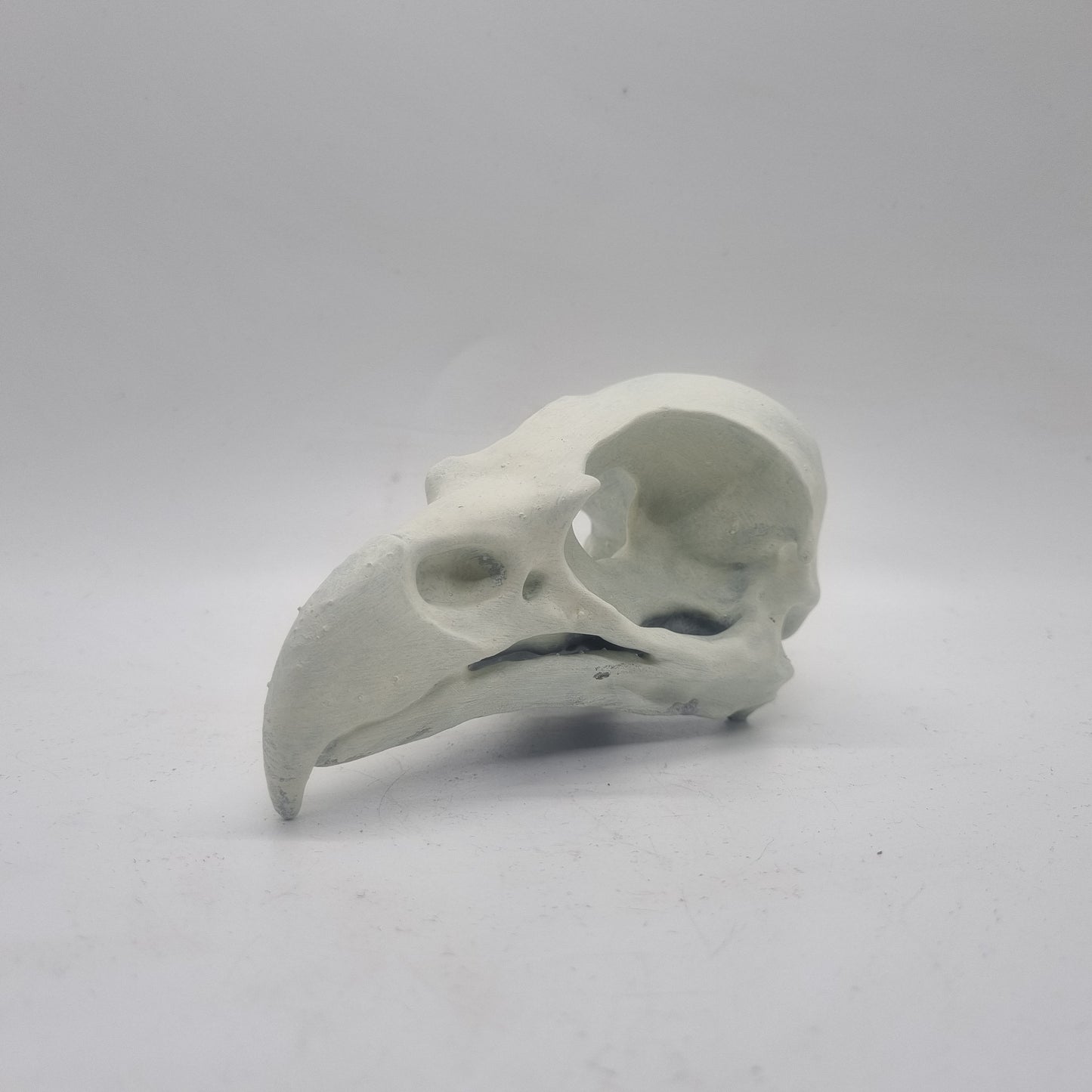 Off white Eagle skull, bird horror decoration,ornamental goth cosplay accessory, bone effect, 3d printed resin wildlife skeleton,ornathology